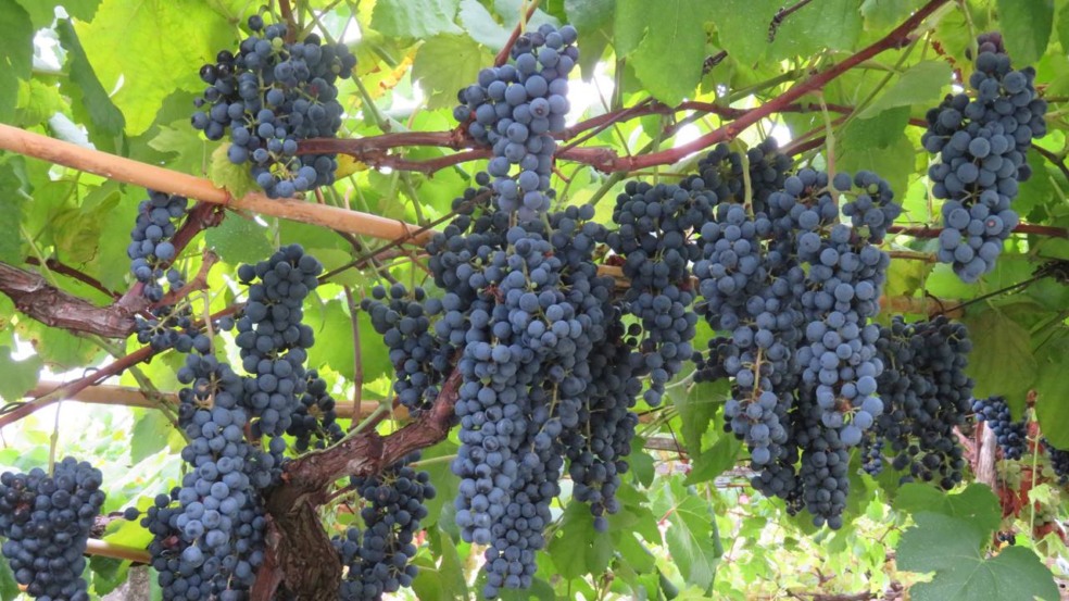 O plantio da uva-roxa em treliças exige uma sequência estruturada para garantir vigor e produtividade - Créditos: depositphotos.com / malomalot