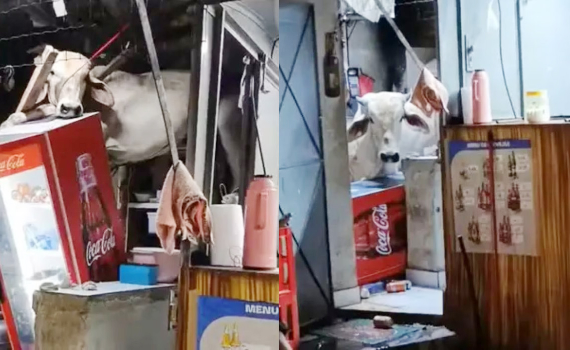 Reprodução Reprodução