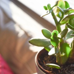 A planta que atrai sorte imediata para o novo ano