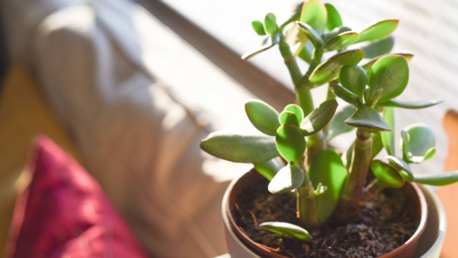A planta que atrai sorte imediata para o novo ano