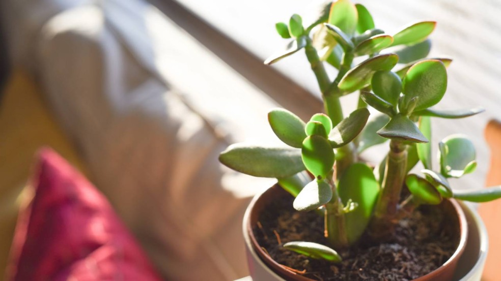 A planta que atrai sorte imediata para o novo ano A planta que atrai sorte imediata para o novo ano