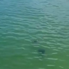 Vídeo mostra tartarugas dividindo o mar com banhistas em Niterói
