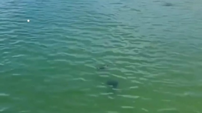 Vídeo mostra tartarugas dividindo o mar com banhistas em Niterói