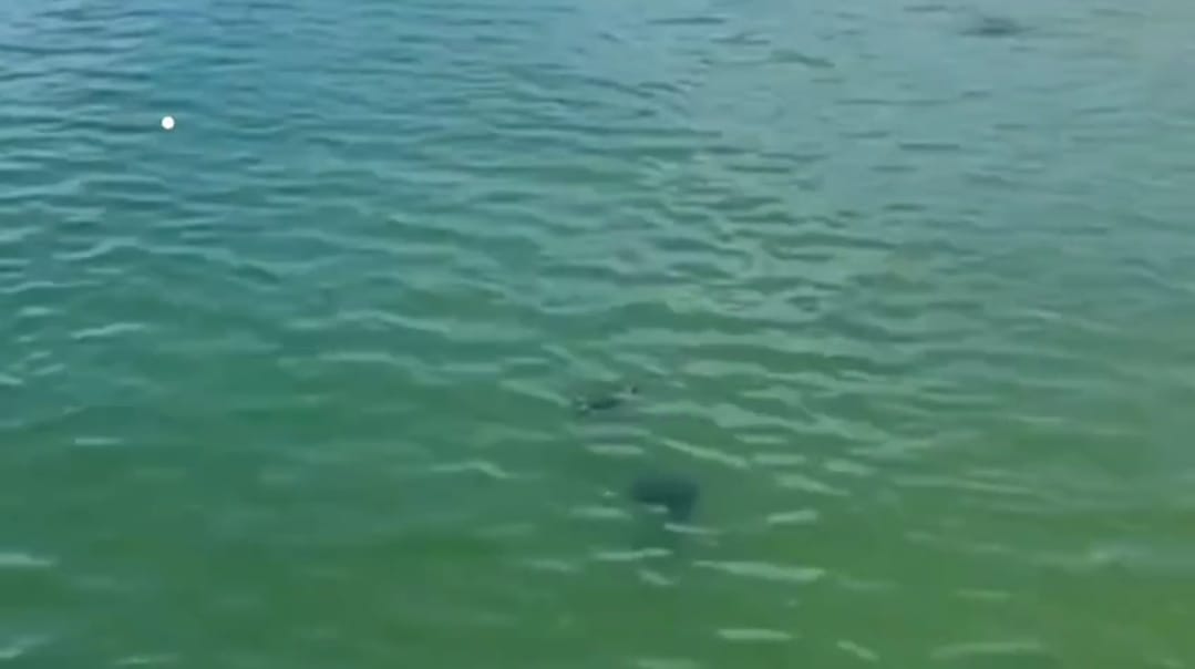 Vídeo mostra tartarugas dividindo o mar com banhistas em Niterói