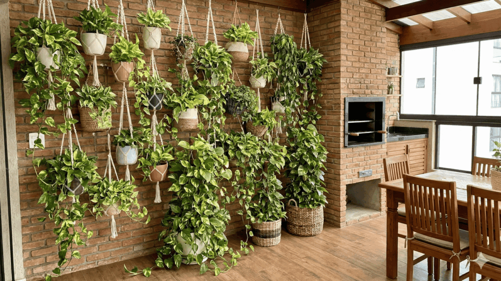 O plantio da jiboia pode ser feito por mudas em vasos ou por estaquia O plantio da jiboia pode ser feito por mudas em vasos ou por estaquia