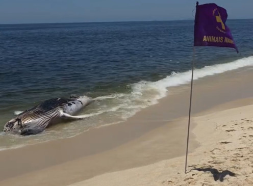 Reprodução/Redes Sociais