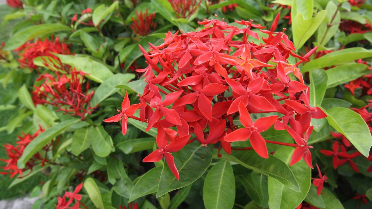 5 plantas ideais para quem quer um jardim bonito o ano todo, sem frescura