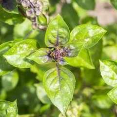 Aprenda a ter manjerição fresco em casa de forma simples só com o galho