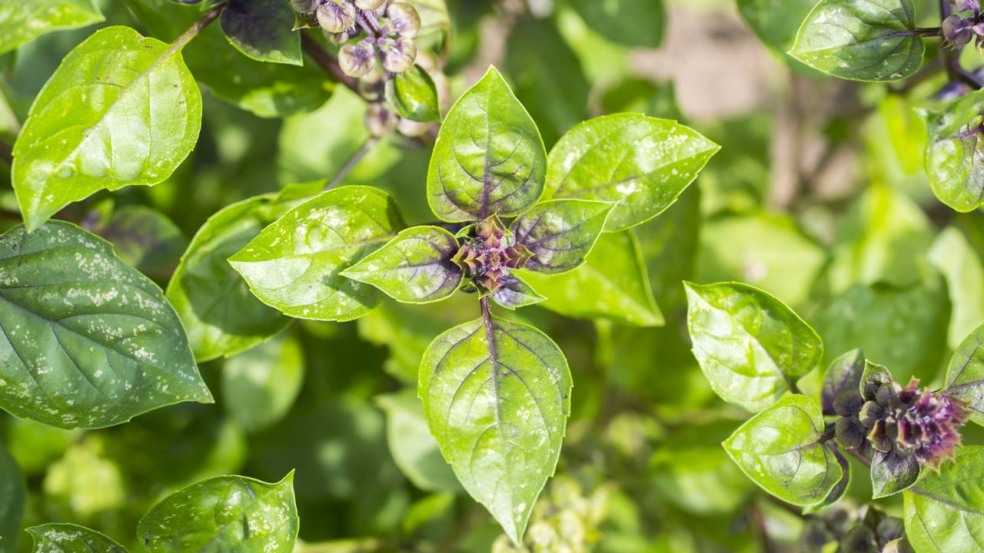 Aprenda a ter manjerição fresco em casa de forma simples só com o galho Aprenda a ter manjerição fresco em casa de forma simples só com o galho