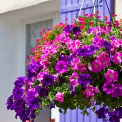 Plantas resistentes ao calor que florescem no verão e deixam sua casa linda