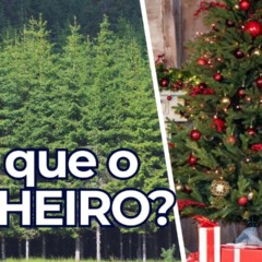Por que o pinheiro se tornou a árvore símbolo do Natal?