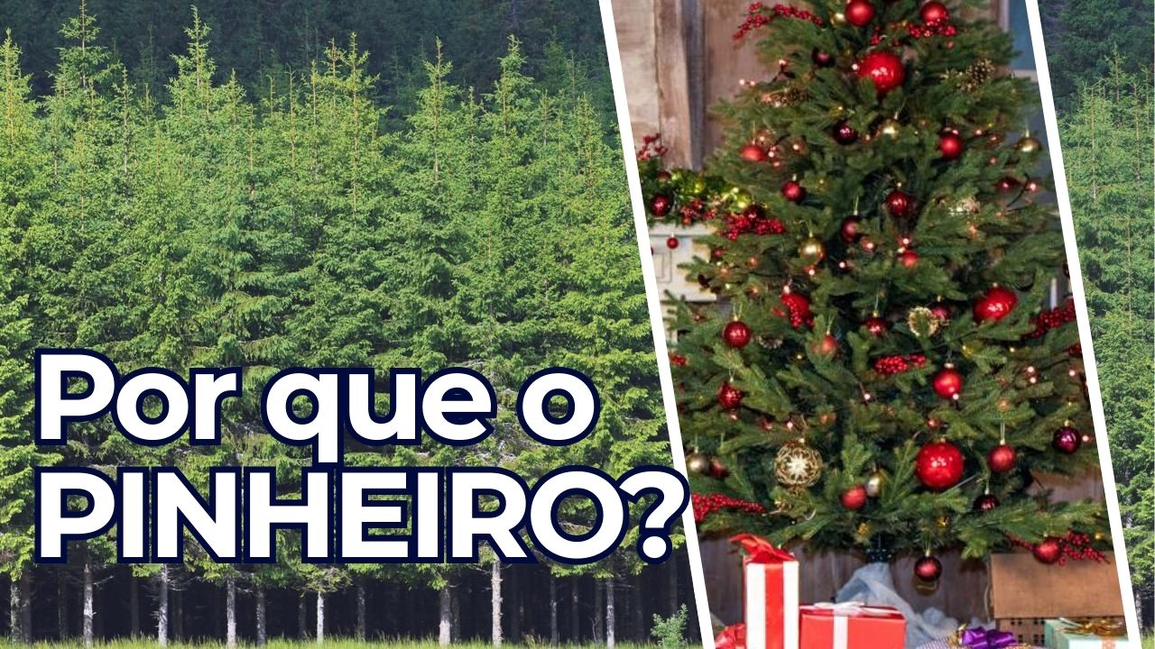 Por que o pinheiro se tornou a árvore símbolo do Natal?