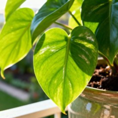 Regue as plantas com essa mistura simples e note folhas mais verdes