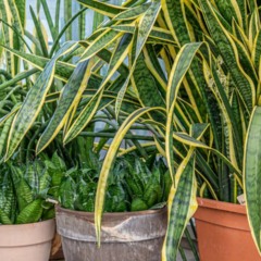 Por exigir poucos cuidados e manter aparência sempre verde - Créditos: depositphotos.com / Akini