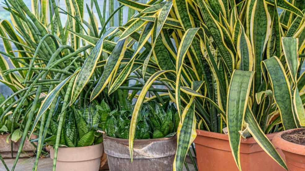 Por exigir poucos cuidados e manter aparência sempre verde - Créditos: depositphotos.com / Akini