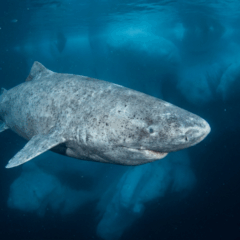 Adaptação evolutiva que reduz o envelhecimento celular ao longo do tempo