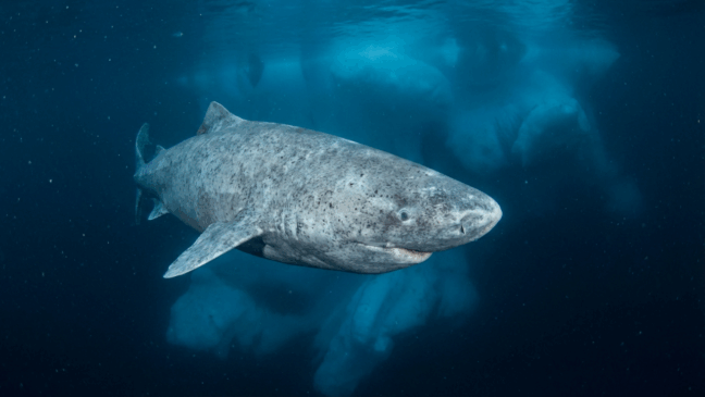 Adaptação evolutiva que reduz o envelhecimento celular ao longo do tempo