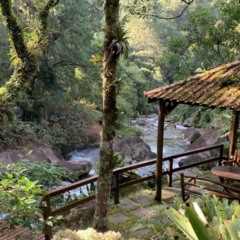 Detalhe de folhas e luz natural estimulando a sensação de bem-estar mental