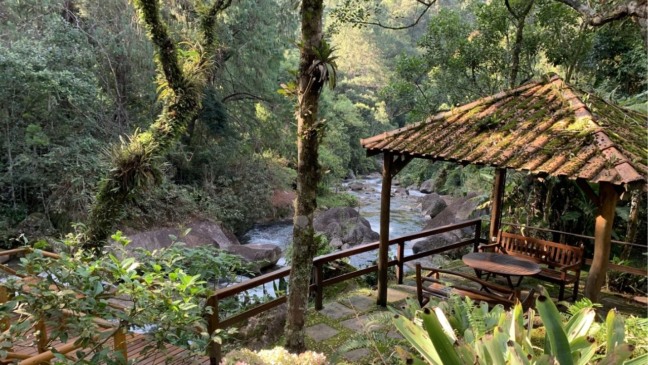 Detalhe de folhas e luz natural estimulando a sensação de bem-estar mental