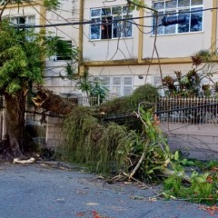 Foto: Juliana Lohmann