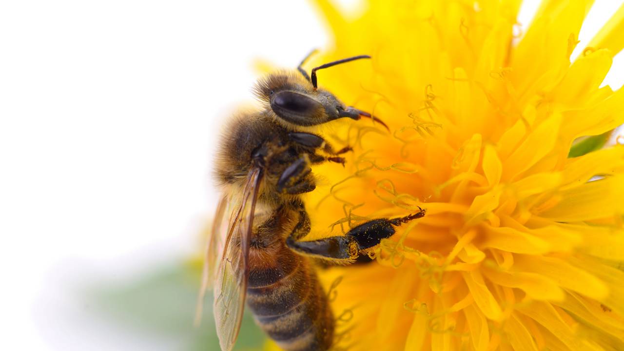 Uma flor oferecendo néctar enquanto a abelha transforma o jardim em um pequeno refúgio de vida.
