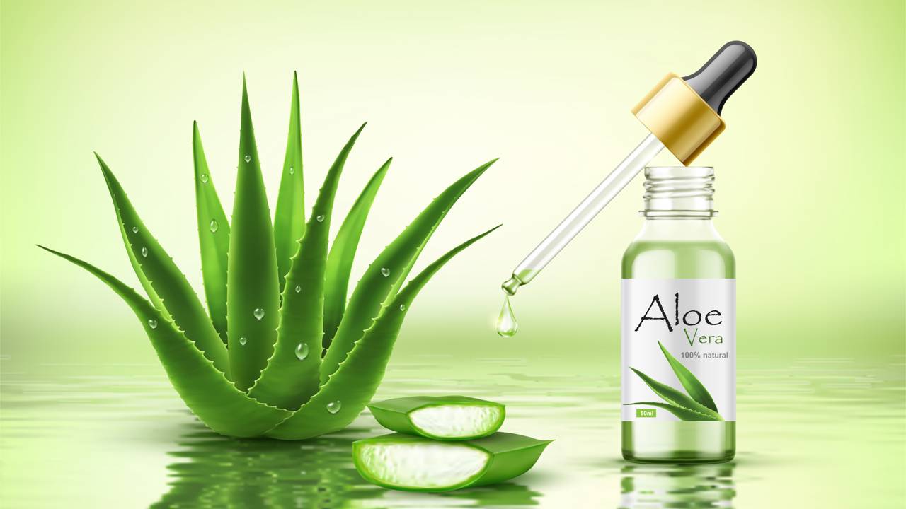 Aloe vera cultivada em vaso no quarto, planta resistente e de baixa manutenção.