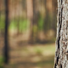 Árvore de quintal com raízes menos agressivas e aproveitamento sustentável de resíduos vegetais