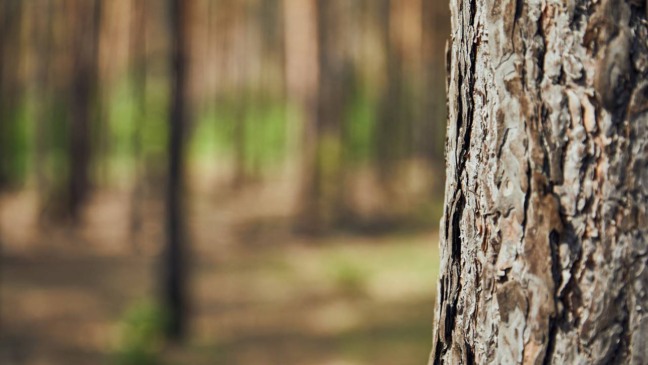 Árvore de quintal com raízes menos agressivas e aproveitamento sustentável de resíduos vegetais