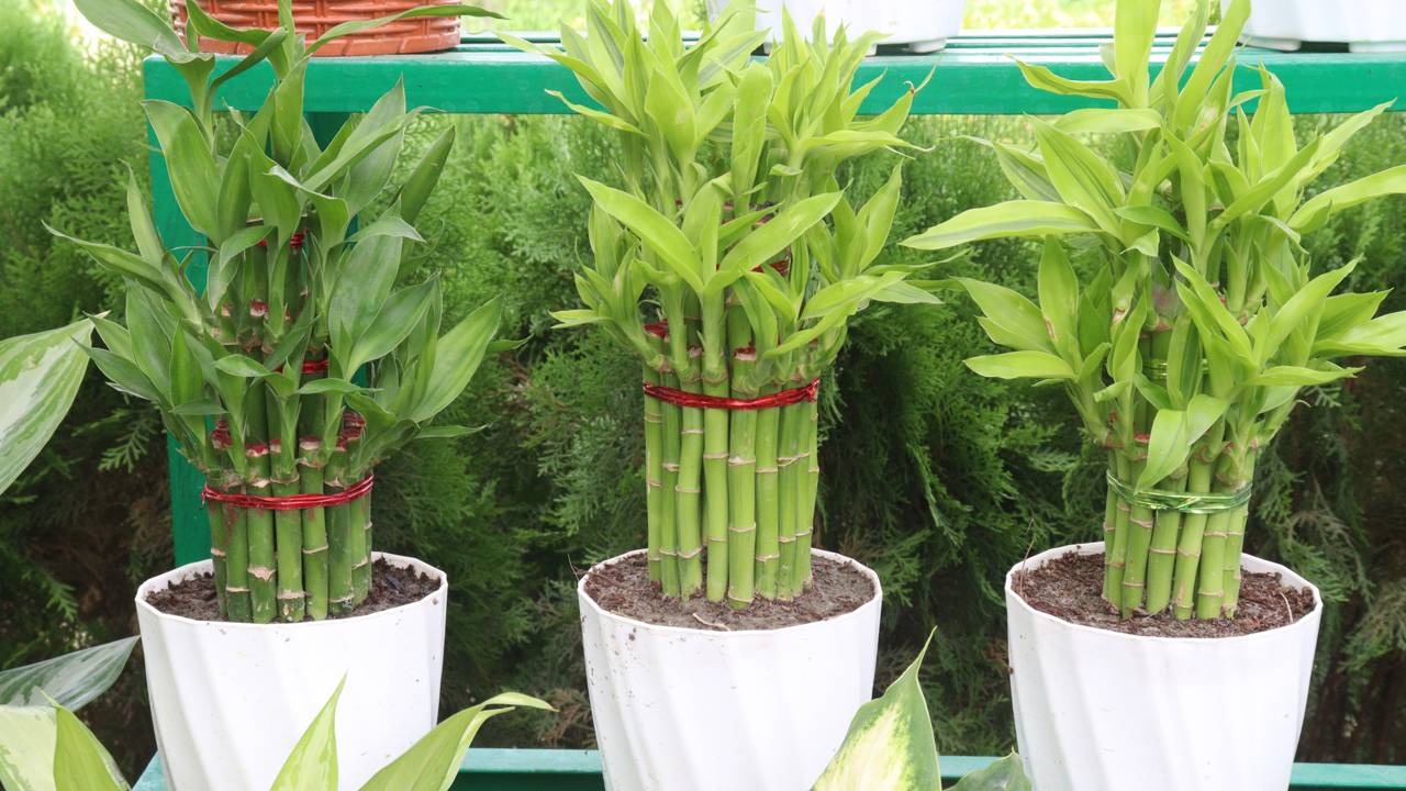 A planta que atrai sucesso profissional já no mês de janeiro