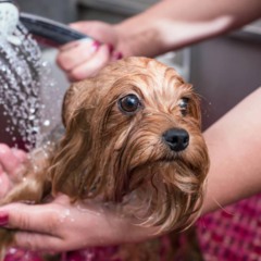 Como manter seu cachorro limpo, cheiroso e saudável com cuidados simples