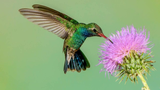 Beija-flor em voo preciso ao se alimentar de flores ornitófilas adaptadas à polinização por aves.