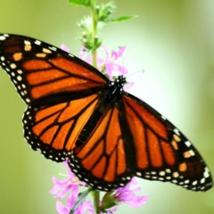 Borboleta simboliza transformação espiritual e mudança interior