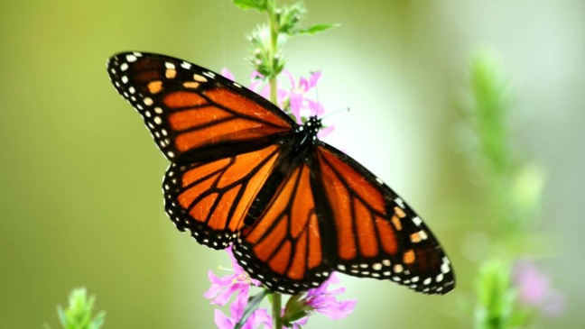 Borboleta simboliza transformação espiritual e mudança interior