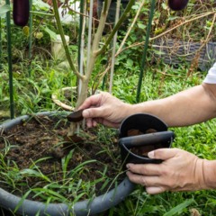 Ele se adapta bem a diferentes condições de luz e umidade - Créditos: depositphotos.com / Thamkc