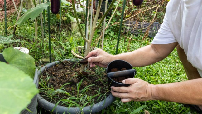 Ele se adapta bem a diferentes condições de luz e umidade - Créditos: depositphotos.com / Thamkc