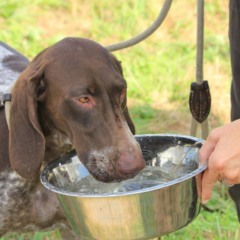 Aprenda a fazer um bebedouro automático com cano de PVC para seus pets