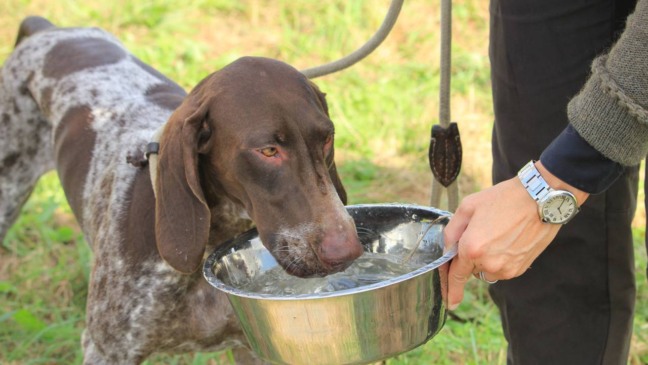 Aprenda a fazer um bebedouro automático com cano de PVC para seus pets