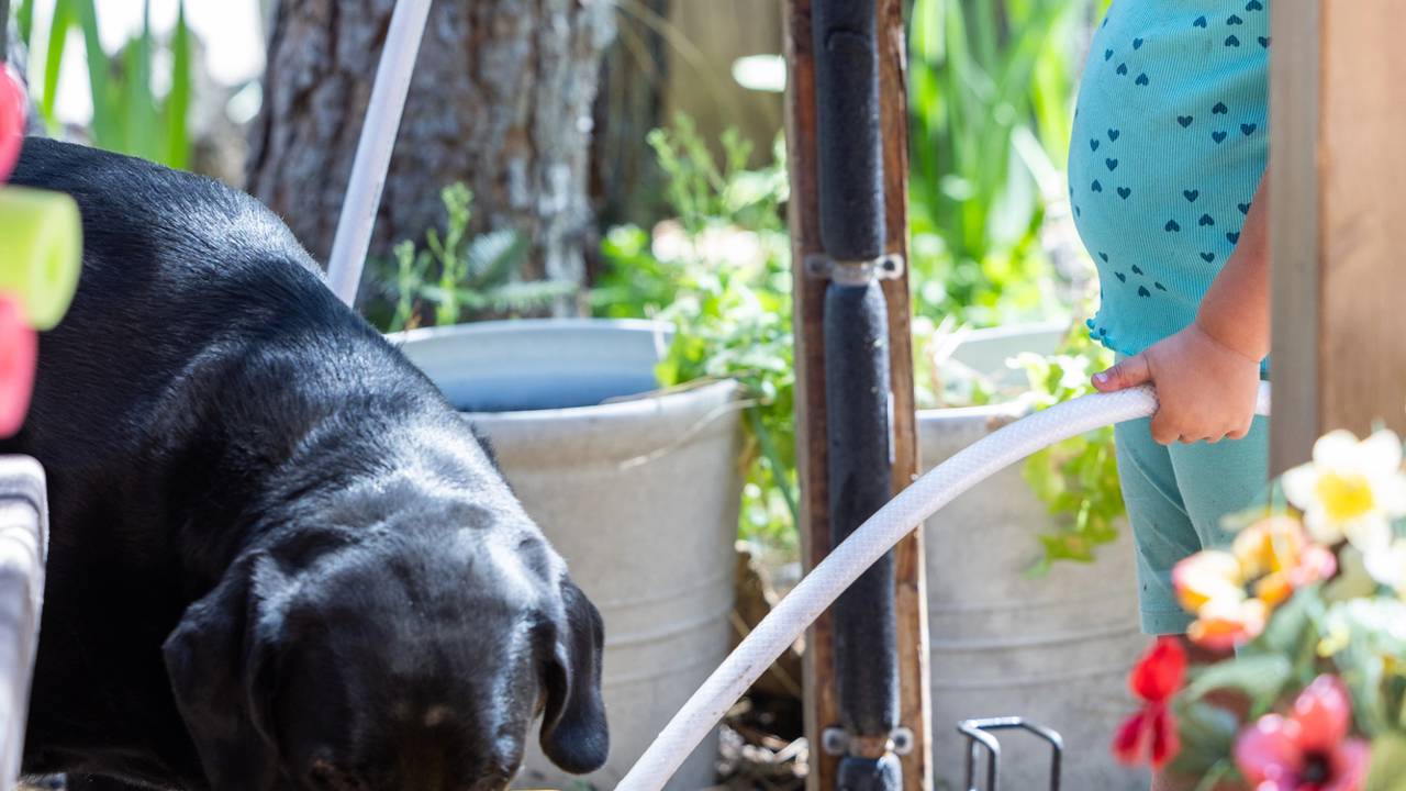 Aprenda a fazer um bebedouro autom&aacute;tico com cano de PVC para seus pets