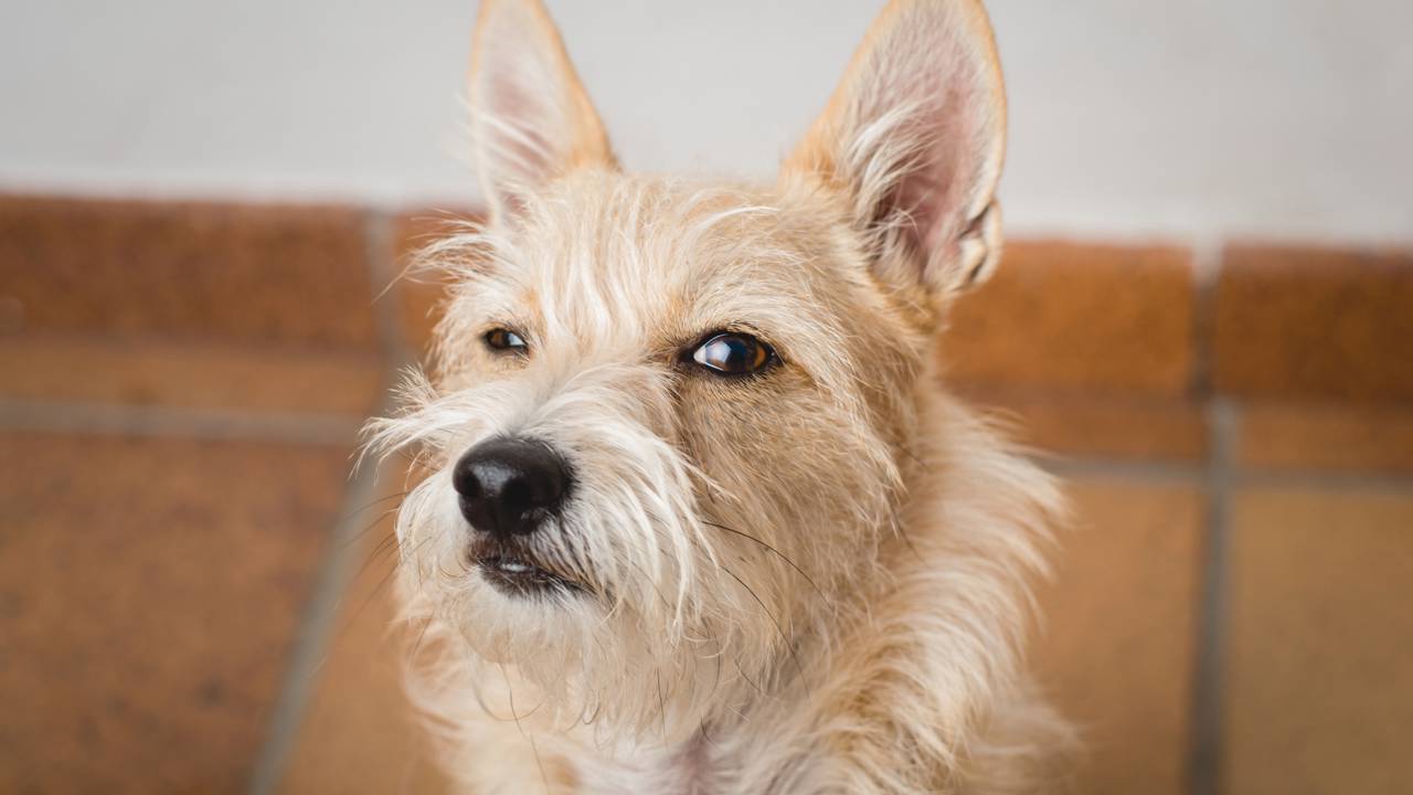 Cachorro alterna o olhar entre o tutor e o ambiente demonstrando curiosidade