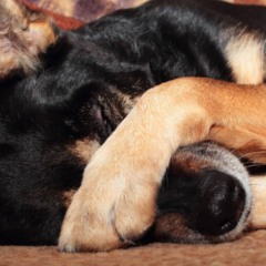 As posições em que o seu cachorro dorme fala muito sobre a saúde e bem estar dele.