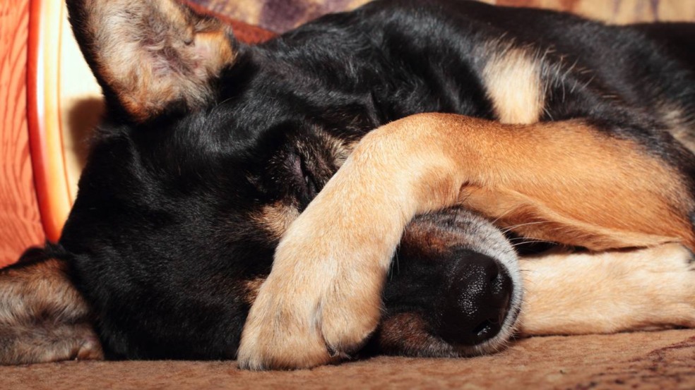 As posições em que o seu cachorro dorme fala muito sobre a saúde e bem estar dele. As posições em que o seu cachorro dorme fala muito sobre a saúde e bem estar dele.