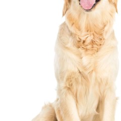 C&atilde;o atento em casa aguardando o tutor, representando a percep&ccedil;&atilde;o do tempo baseada em rotina, mem&oacute;ria e est&iacute;mulos do ambiente.