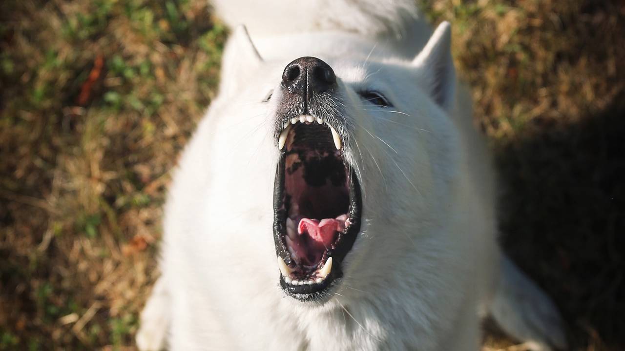 Quando o cachorro late para o tutor, pode estar pedindo atenção, comida ou interação