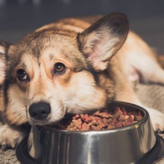 O custo invisível do choro do cachorro na sua casa e os sinais que passam despercebidos