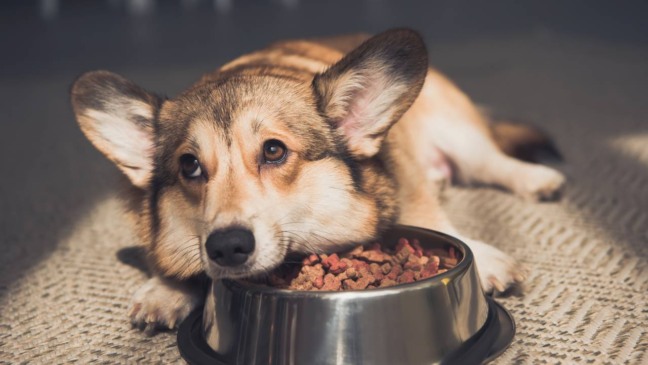 O custo invisível do choro do cachorro na sua casa e os sinais que passam despercebidos