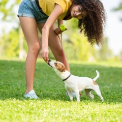 Cachorros se cumprimentam cheirando o bumbum durante um encontro, comportamento comum ligado à comunicação e ao olfato canino.