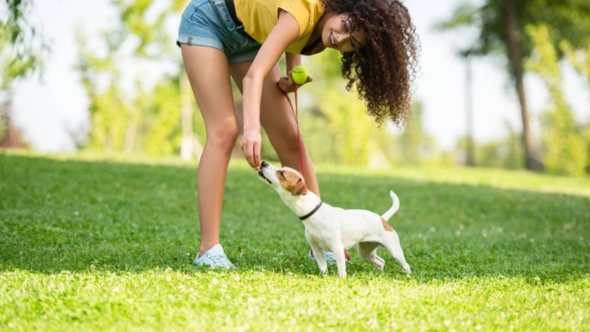 Cachorros se cumprimentam cheirando o bumbum durante um encontro, comportamento comum ligado à comunicação e ao olfato canino.
