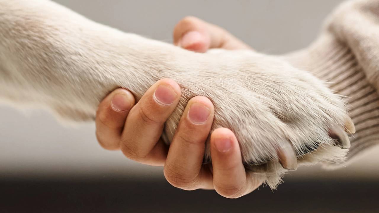 Pata de cachorro tocando a m&atilde;o de um humano, simbolizando a intelig&ecirc;ncia dos cachorros e o v&iacute;nculo com as pessoas