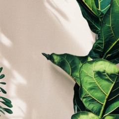 Canto verde em casa montado com plantas simples e materiais reaproveitados