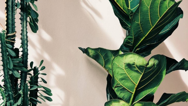 Canto verde em casa montado com plantas simples e materiais reaproveitados